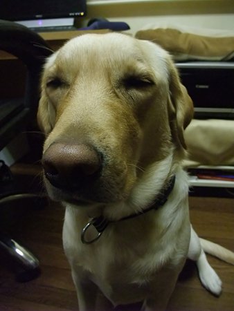 眠そう