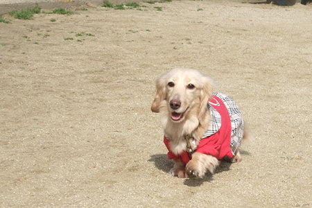 小さい身体で走ります