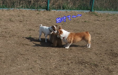囲まれてビビッてる…