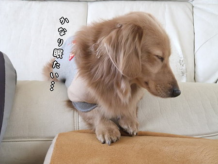 かなり眠たい…