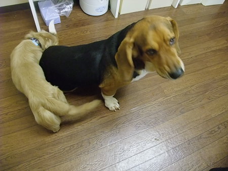 しつこいエース