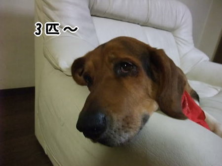 3匹~