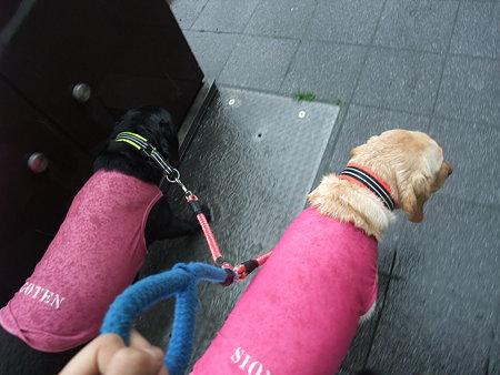 雨の散歩
