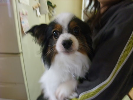 とってもかわいいパピパピです