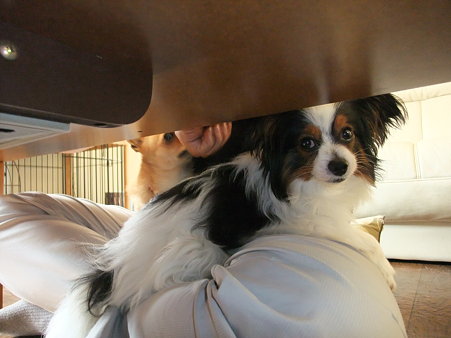 昼食時パパの膝に群がる小型犬たち