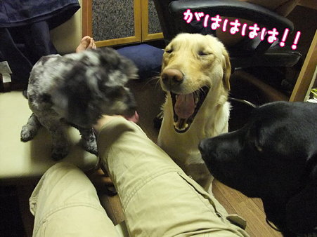がははは