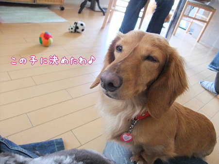 決めた