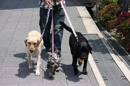 久々に我が子達だけの散歩です