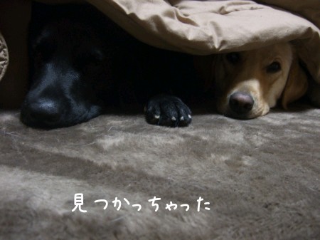 コタツの中から御挨拶