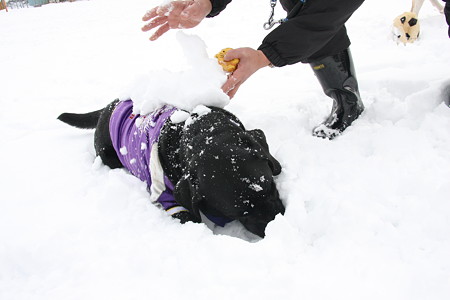 雪乗せ(大)