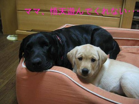 紫音BD記念特集