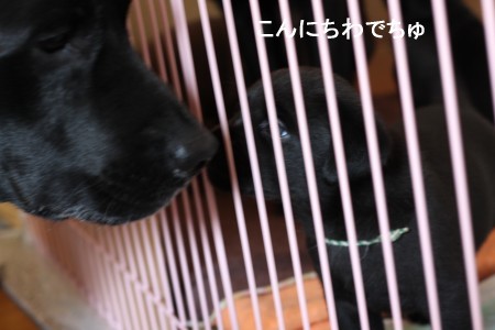 こんにちわ