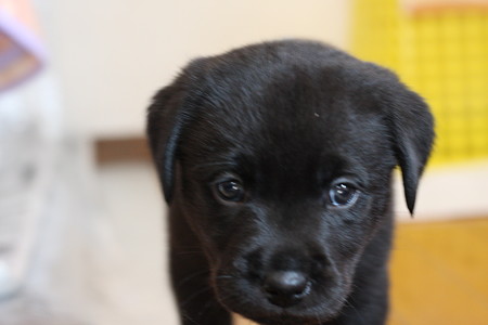 ラブラドールの子犬