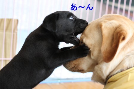 顔噛み?!目潰し?!