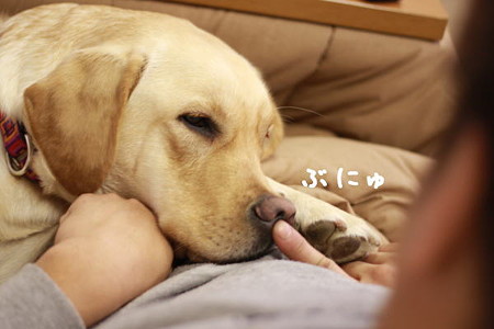 ぶにゅ