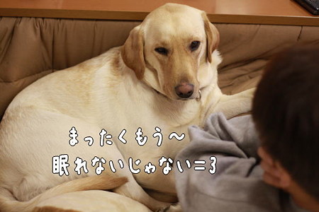 眠れない・・・