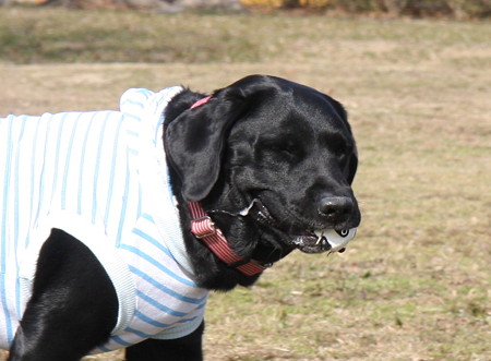 本犬満足♪