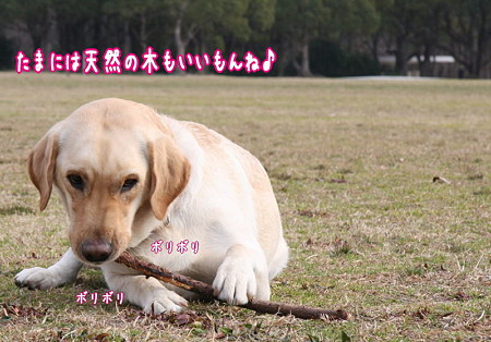 ボリボリ