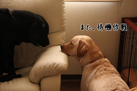 待機作戦中