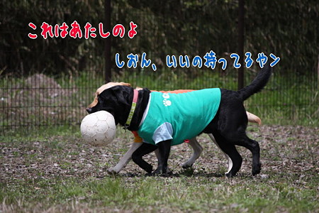 取り合い