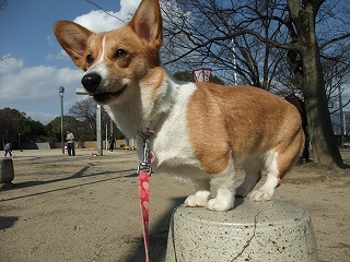 2009_0304いちごのベット0024
