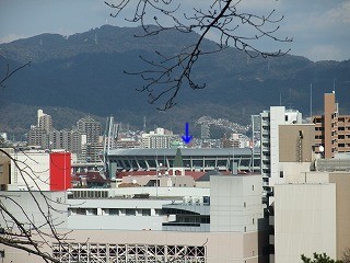 2009_0304いちごのベット0020