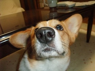 2009_04200011