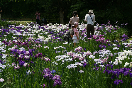 花ショウブ鎌倉0614ta