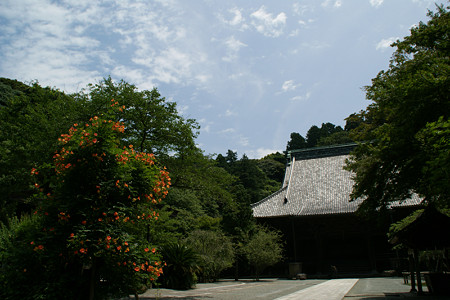 ノウゼンカズラ妙本寺0712tk