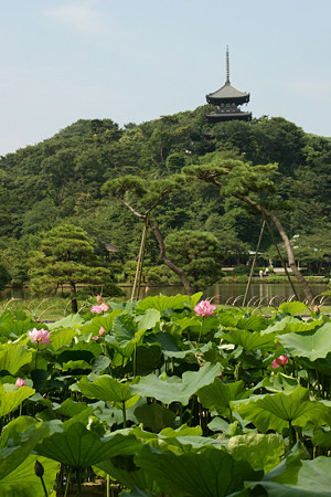 蓮の花三渓園0712ts
