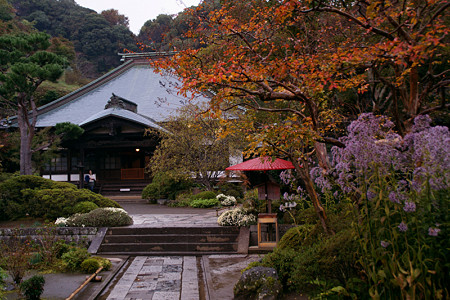 紅葉の海蔵寺1109a