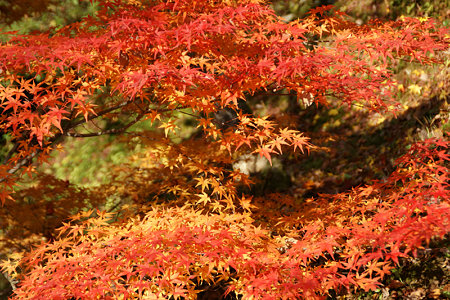 東福寺波打つ紅葉1129e