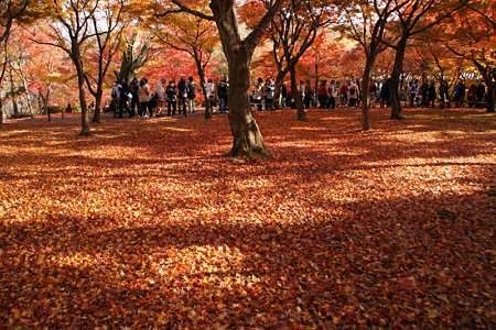 東福寺ジュータン紅葉1129m