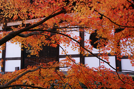 東福寺紅葉と丸窓1129n
