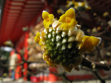 ミツマタの花0211m