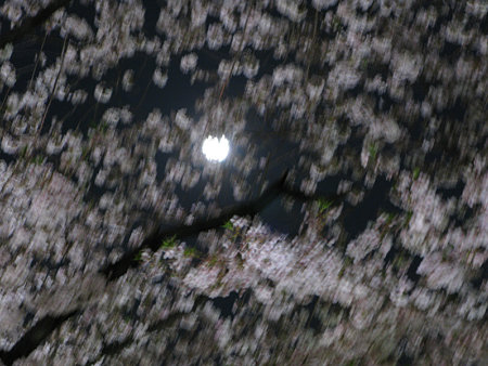 桜と宵月!(4/7)