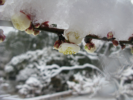 白梅雪0203te