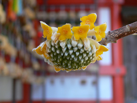 ミツマタの花0215ta