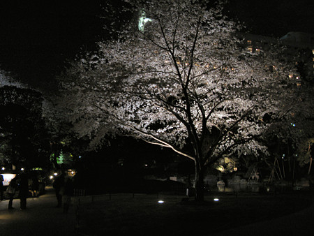 夜桜一本0327te