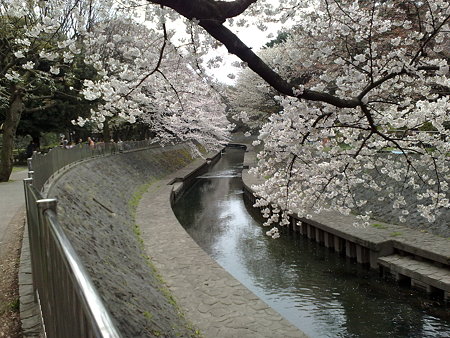 お花見(2)