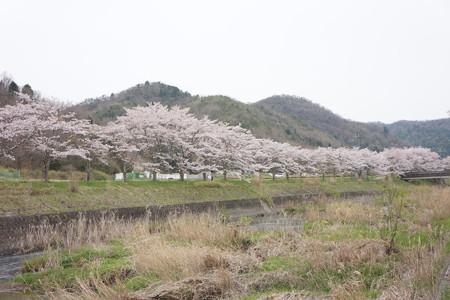 波田橋付近（三田市藍本）の桜 - 1