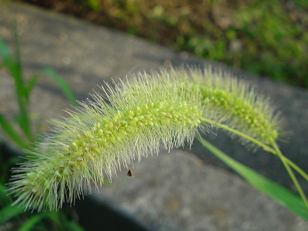 DSC00285