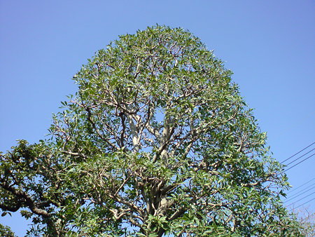 DSC00011