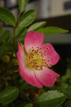 夏の薔薇4
