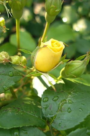 DSC06964