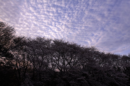 桜空