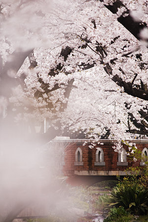 桜重なる