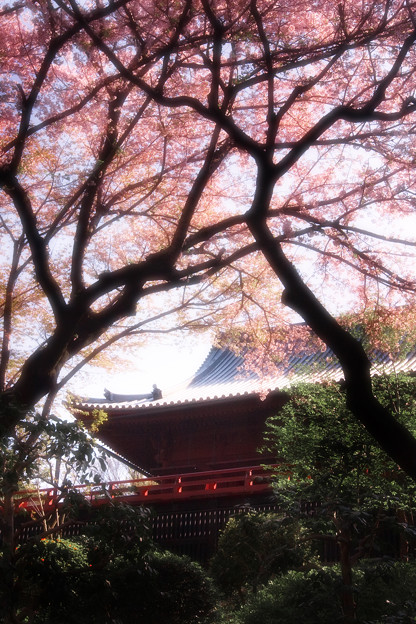 桜望む境内