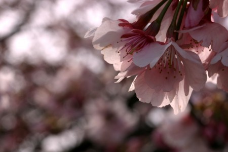 桜2