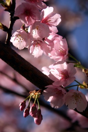 大寒桜